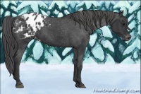 Horse Color:Black Appaloosa