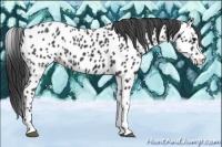 Horse Color:Black Appaloosa 