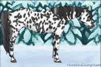 Horse Color:Black Appaloosa 
