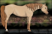 Horse Color:Red Dun Sabino 