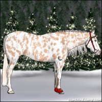 Horse Color:Gold Champagne Appaloosa  and Gold Champagne Splash Appaloosa 
