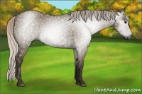 Horse Color:Gray Silver Grullo