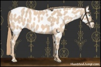 Horse Color:Perlino Near Leopard 