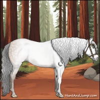 Horse Color:Gray Sable Champagne