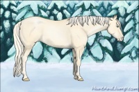 Horse Color:Palomino Pearl Sabino 