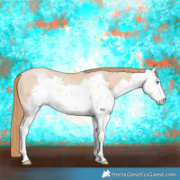Horse Color:Buckskin Pearl Sabino 