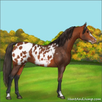 Horse Color:Bay Appaloosa  and Bay Frame Appaloosa 