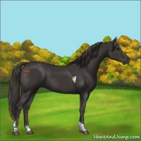 Horse Color:Smoky Black Tobiano Rabicano