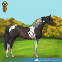 Horse Color:Brown Tobiano Rabicano