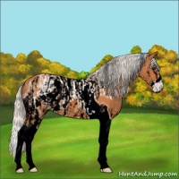Horse Color:ERROR: UNKNOWN ANOMALY and ERROR: UNKNOWN ANOMALY