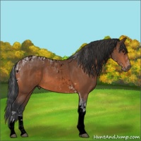 Horse Color:Void Bay Sabino Tobiano and Bay Tobiano