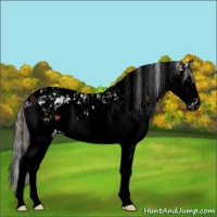 Horse Color:Bay Sabino Splash Appaloosa  and Void Silver Bay Sabino Splash Tobiano Appaloosa 