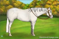 Horse Color:White Spotted Silver Amber Cream Champagne Roan Pearl Splash Frame