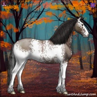 Horse Color:White Spotted Bay Roan