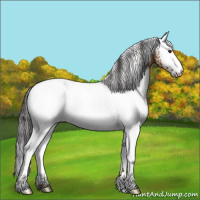 Horse Color:White Spotted Bay 