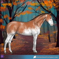 Horse Color:White Spotted Bay 