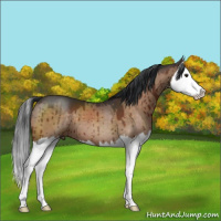 Horse Color:Brown Dun Splash Brindle