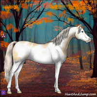 Horse Color:Gold Cream Champagne Sabino Splash Frame Appaloosa Rabicano 