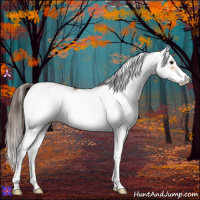 Horse Color:Buckskin Dun Sabino Appaloosa 