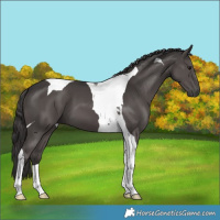 Horse Color:Smoky Black Tobiano 
