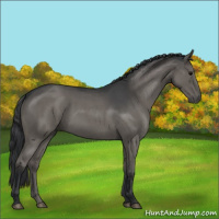 Horse Color:Blue Roan 