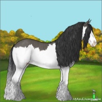 Horse Color:Grullo Splash Brindle 