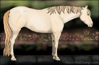 Horse Color:Buckskin Pearl Sabino 