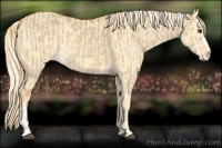 Horse Color:Red Dun Varnish  and Palomino Dun Varnish 