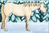 Horse Color:Buckskin Pearl Sabino