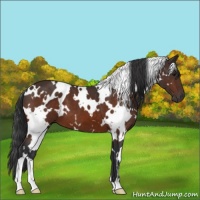 Horse Color:White Spotted Bay 