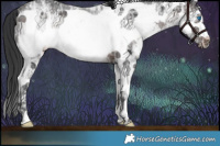 Horse Color:Brown Ice Sabino Splash Frame Rabicano 