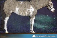 Horse Color:Buckskin Ice Dun Sabino Rabicano 