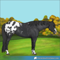 Horse Color:Black Appaloosa