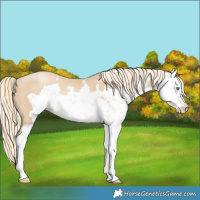 Horse Color:Palomino Pearl Sabino 
