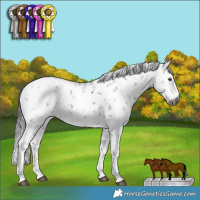 Horse Color:Gray Platinum White Spotted Brown Pearl Sabino 
