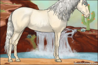 Horse Color:Palomino Pearl Sabino 
