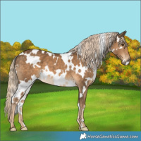 Horse Color:White Spotted Chocolate Palomino 