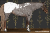 Horse Color:Liver Red Roan Snowcap 