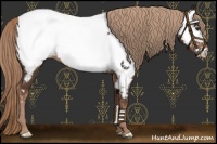 Horse Color:Liver Chestnut Appaloosa 