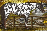 Horse Color:Liver Chestnut Near Leopard 