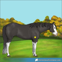 Horse Color:Smoky Grullo Splash 