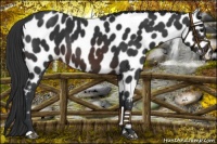 Horse Color:Brown Appaloosa 