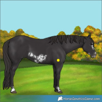 Horse Color:Smoky Black  and Smoky Black Frame 