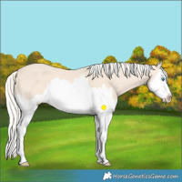 Horse Color:Cremello Splash  and Cremello Splash 