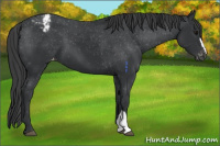 Horse Color:Black Appaloosa 