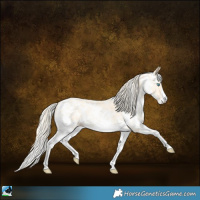 Horse Color:Palomino Pearl Sabino