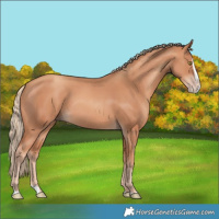 Horse Color:Gold Champagne Splash 