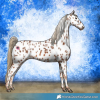 Horse Color:Chestnut Appaloosa 