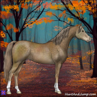 Horse Color:Chocolate Palomino 
