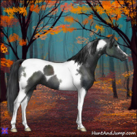 Horse Color:Black Tobiano 